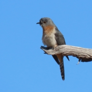 Cacomantis flabelliformis at Paddys River, ACT - 11 Jul 2023