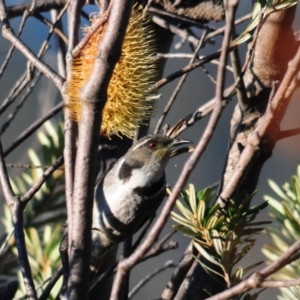 Phylidonyris pyrrhopterus at Rendezvous Creek, ACT - 11 Jul 2023