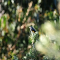 Phylidonyris pyrrhopterus at Rendezvous Creek, ACT - 11 Jul 2023