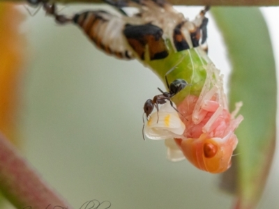 Eurymelinae (subfamily) (Unidentified eurymeline leafhopper) at Strathnairn, ACT - 1 Apr 2023 by Cristy1676