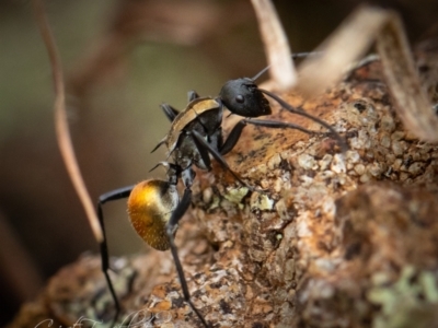 Polyrhachis ammon (Golden-spined Ant, Golden Ant) at Coree, ACT - 1 Apr 2023 by Cristy1676