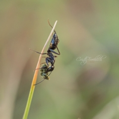 Camponotus sp. (genus) (A sugar ant) at Page, ACT - 18 Mar 2023 by Cristy1676