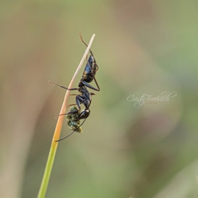 Camponotus sp. (genus) (A sugar ant) at Page, ACT - 18 Mar 2023 by Cristy1676