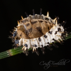 Orcus bilunulatus (Ladybird beetle) at Acton, ACT - 4 Mar 2023 by Cristy1676