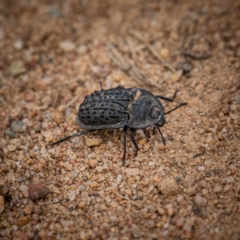 Helea ovata (Pie-dish beetle) at Holt, ACT - 1 Apr 2023 by Cristy1676