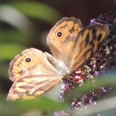 Heteronympha merope (Common Brown Butterfly) at Pollinator-friendly garden Conder - 3 Jan 2023 by michaelb