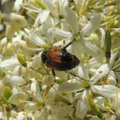 Phyllotocus navicularis (Nectar scarab) at Pollinator-friendly garden Conder - 3 Jan 2023 by michaelb