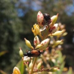 Phyllotocus navicularis (Nectar scarab) at Pollinator-friendly garden Conder - 3 Jan 2023 by michaelb