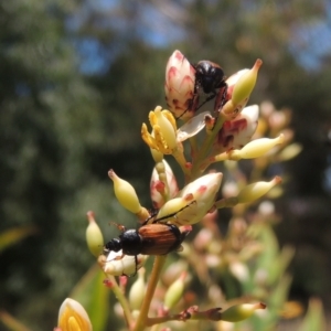 Phyllotocus navicularis at Conder, ACT - 3 Jan 2023