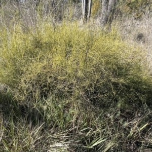 Omphacomeria acerba at Bruce, ACT - 12 Jul 2023