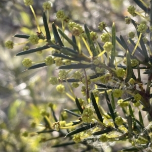 Acacia genistifolia at Bruce, ACT - 12 Jul 2023 12:28 PM