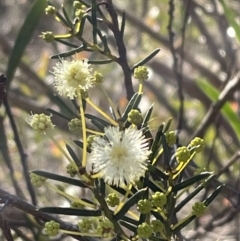 Acacia genistifolia at Bruce, ACT - 12 Jul 2023 12:28 PM