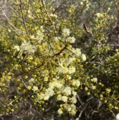Acacia genistifolia (Early Wattle) at Flea Bog Flat, Bruce - 12 Jul 2023 by JVR