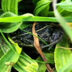 Limnodynastes tasmaniensis at Bool Lagoon, SA - 8 Jul 2023 by Feathers