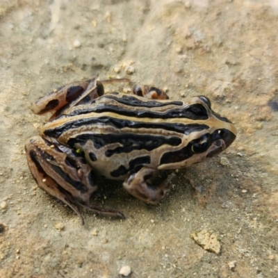 Unverified Frog at Bool Lagoon, SA - 8 Jul 2023 by Feathers