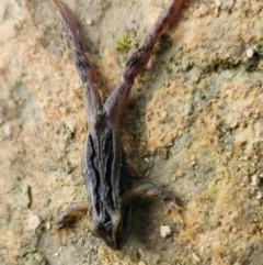 Unidentified Frog at Bool Lagoon, SA - 8 Jul 2023 by Feathers