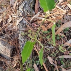 Araujia sericifera (Moth Plant) at Isaacs, ACT - 12 Jul 2023 by Mike