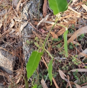 Araujia sericifera at Isaacs, ACT - 12 Jul 2023 03:21 PM