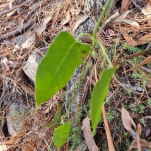 Araujia sericifera at Isaacs, ACT - 12 Jul 2023 03:21 PM