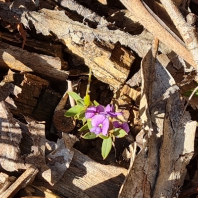 Hovea heterophylla (Common Hovea) at Isaacs Ridge - 12 Jul 2023 by Mike