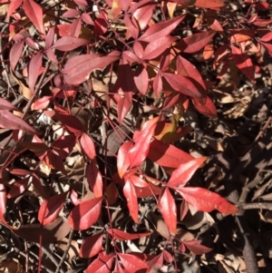 Nandina domestica at Lawson, ACT - 12 Jul 2023