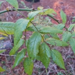 Rosa sp. (A Wild Rose) at Isaacs, ACT - 12 Jul 2023 by Mike