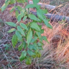 Rosa sp. at Isaacs, ACT - 12 Jul 2023 04:58 PM