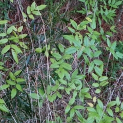 Rosa sp. (A Wild Rose) at Isaacs Ridge - 12 Jul 2023 by Mike