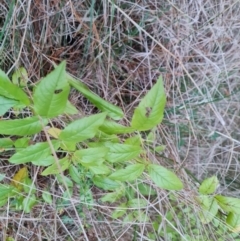 Rosa sp. at Isaacs, ACT - 12 Jul 2023