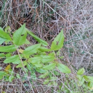 Rosa sp. at Isaacs, ACT - 12 Jul 2023