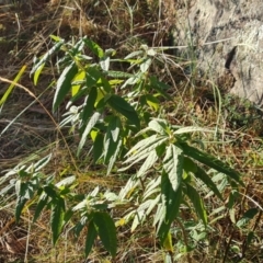 Olearia lirata (Snowy Daisybush) at Isaacs Ridge - 12 Jul 2023 by Mike