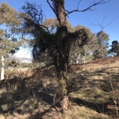 Clematis leptophylla at Kambah, ACT - 30 Jun 2023