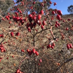 Rosa rubiginosa (Sweet Briar, Eglantine) at Kambah, ACT - 30 Jun 2023 by rainer