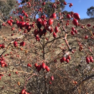 Rosa rubiginosa at Kambah, ACT - 30 Jun 2023 01:16 PM