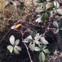 Rubus fruticosus species aggregate (Blackberry) at Kambah, ACT - 30 Jun 2023 by rainer