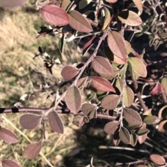 Cotoneaster pannosus (Cotoneaster) at Kambah, ACT - 30 Jun 2023 by rainer