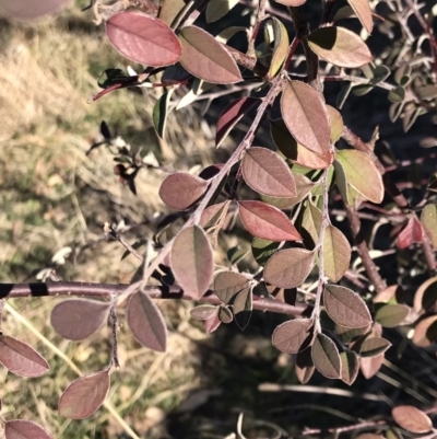 Cotoneaster pannosus (Cotoneaster) at Urambi Hills - 30 Jun 2023 by rainer