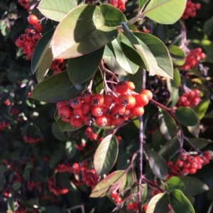 Cotoneaster glaucophyllus at Kambah, ACT - 30 Jun 2023