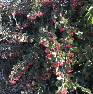 Cotoneaster glaucophyllus at Kambah, ACT - 30 Jun 2023