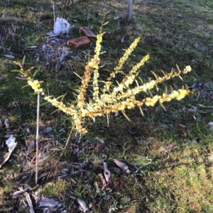 Acacia lanigera var. lanigera at Garran, ACT - 11 Jul 2023 10:21 AM