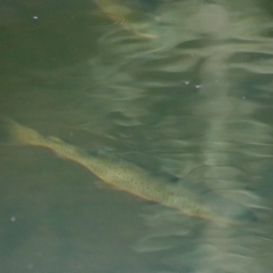 Oncorhynchus mykiss at Charleys Forest, NSW - suppressed