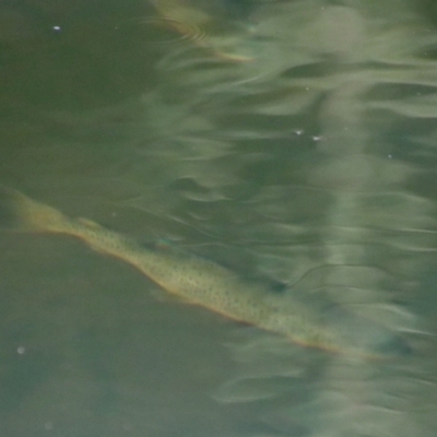 Oncorhynchus mykiss (Rainbow Trout) at Charleys Forest, NSW - 12 Jul 2023 by LisaH