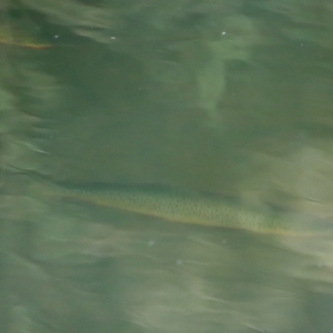 Oncorhynchus mykiss at Charleys Forest, NSW - suppressed