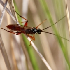 Gotra sp. (genus) (Unidentified Gotra ichneumon wasp) at Mongarlowe River - 12 Jul 2023 by LisaH
