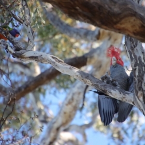 Callocephalon fimbriatum at Deakin, ACT - 11 Jul 2023