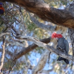 Callocephalon fimbriatum at Deakin, ACT - 11 Jul 2023