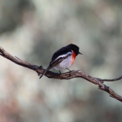 Petroica boodang (Scarlet Robin) at Deakin, ACT - 11 Jul 2023 by LisaH