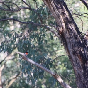 Petroica boodang at Deakin, ACT - 11 Jul 2023 12:02 PM