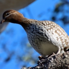 Chenonetta jubata at Red Hill, ACT - 11 Jul 2023 10:45 AM