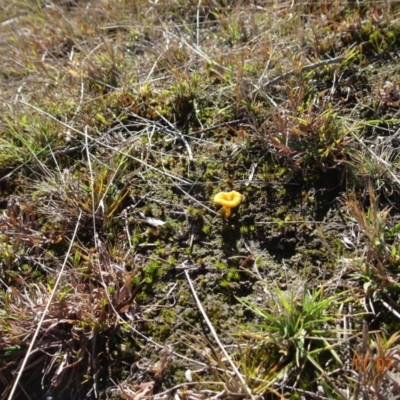 Lichenomphalia chromacea (Yellow Navel) at Tidbinbilla Nature Reserve - 11 Jul 2023 by GirtsO